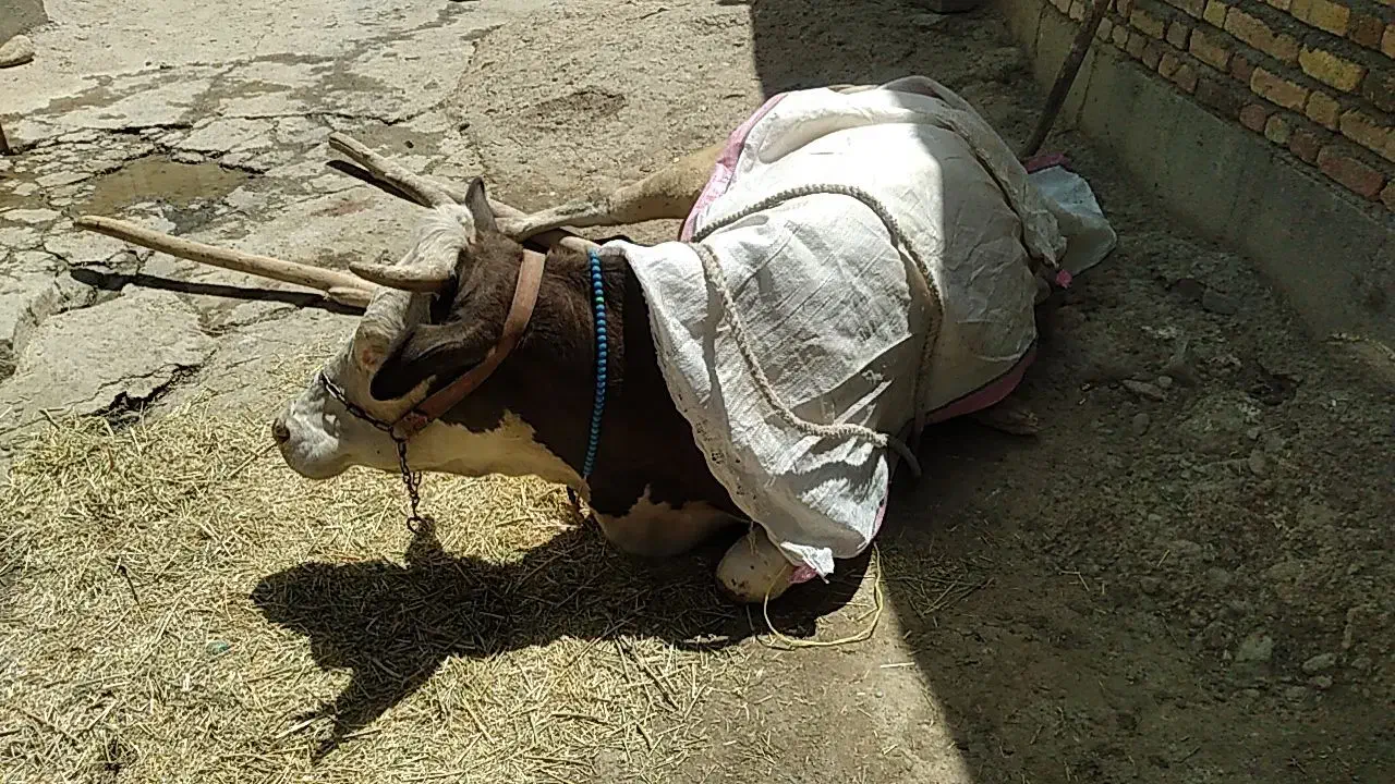 افتاده کسل حال گاو|حیوانات مزرعه|دلبران, |دیوار