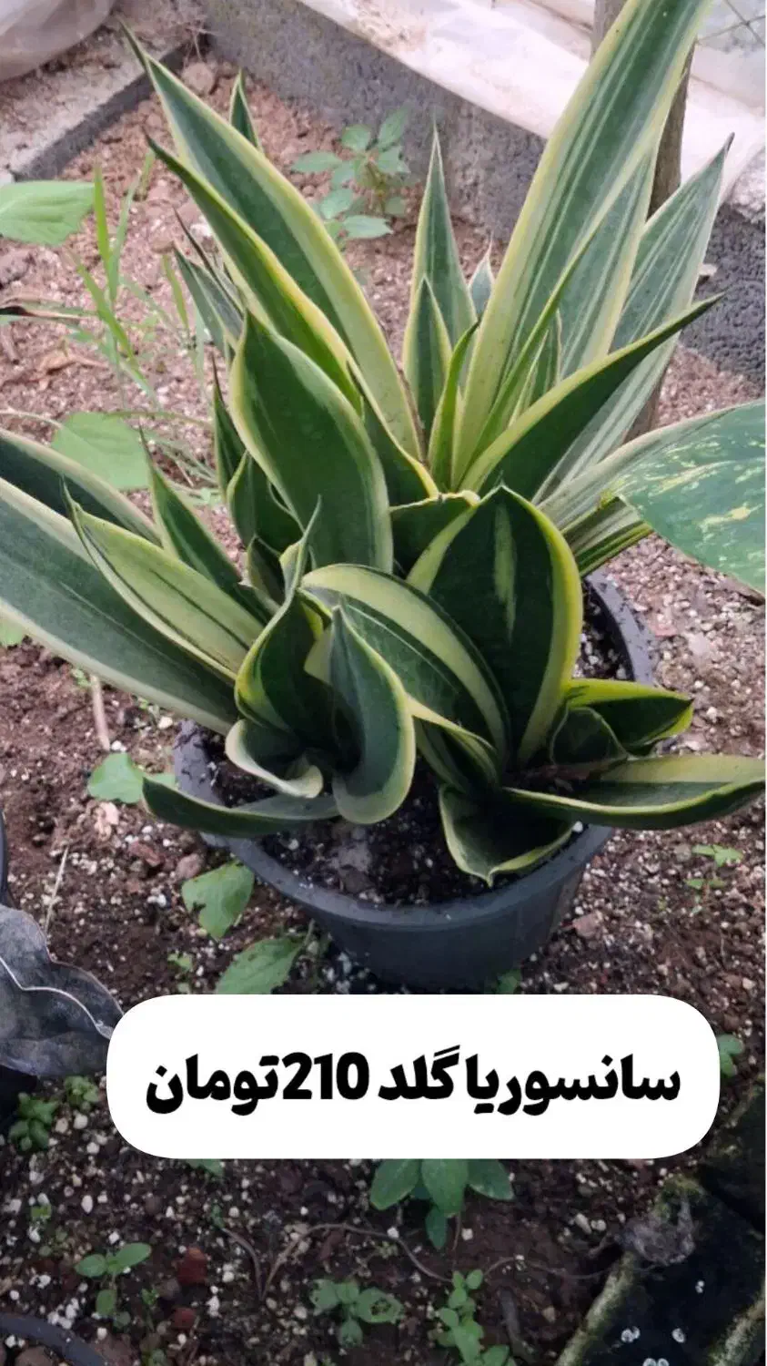 گل های آپارتمانی|گل و گیاه طبیعی|رودبنه, |دیوار