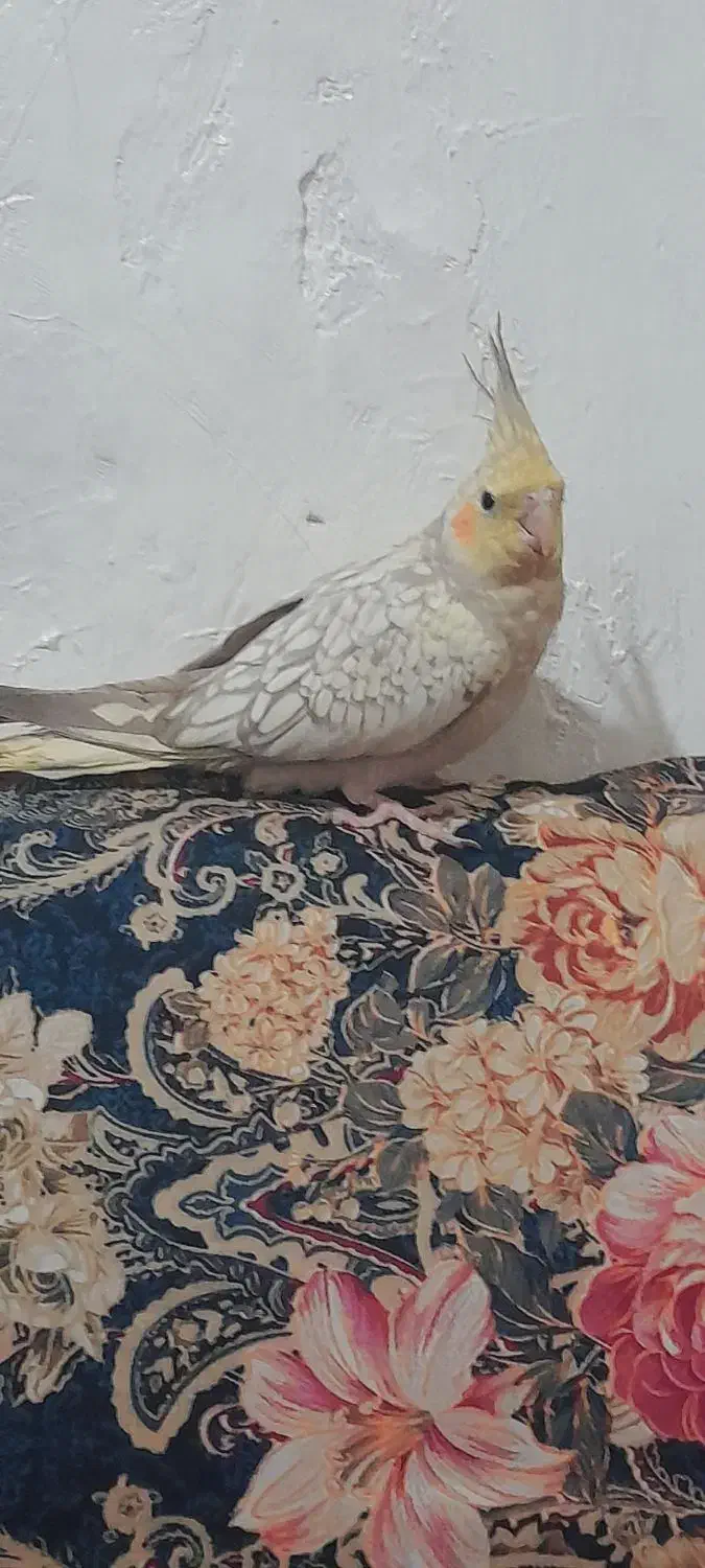 عروس هلندی|پرنده|ابهر, |دیوار