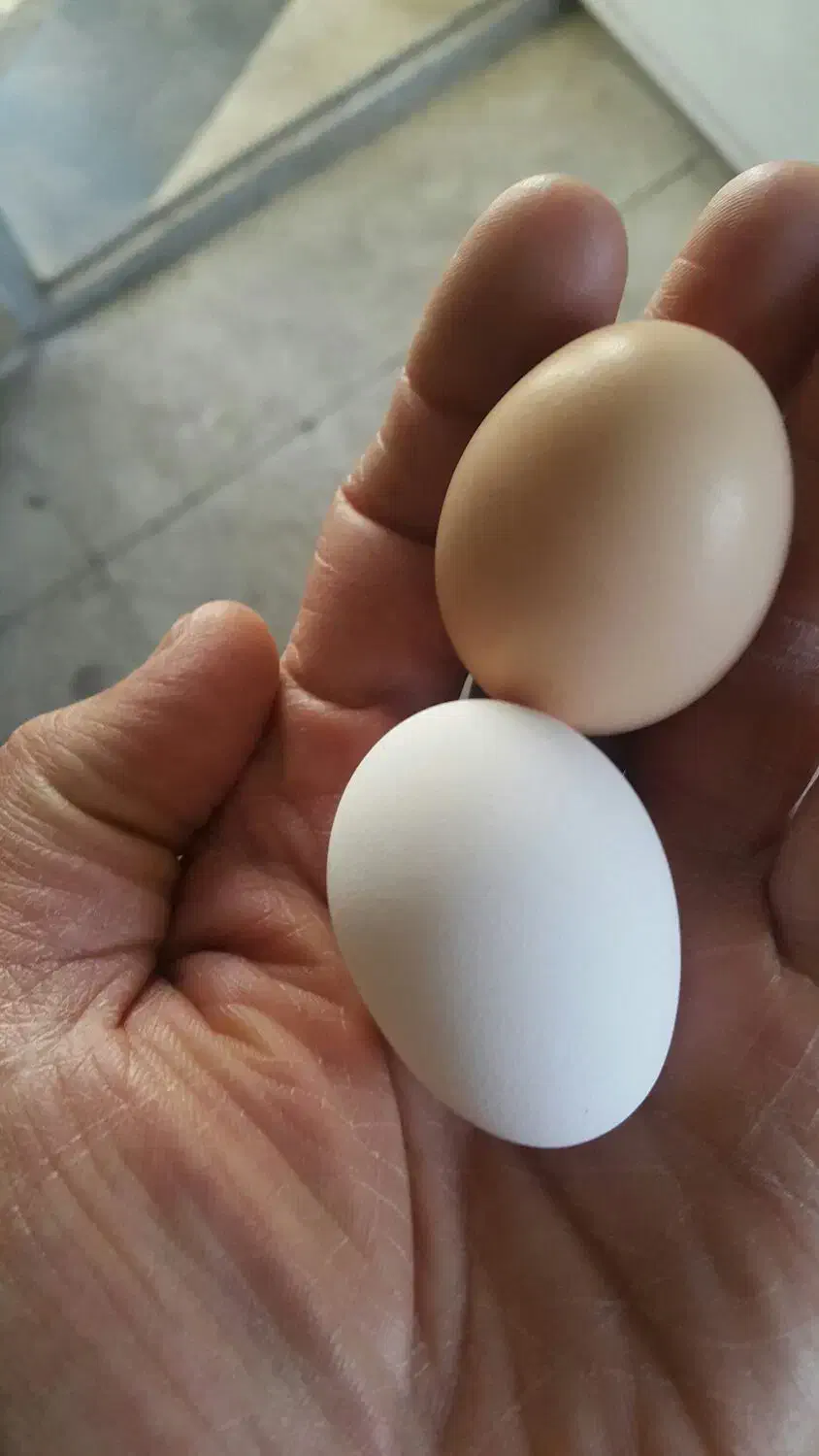 مرغ محلی تخمگذار|حیوانات مزرعه|قزوین, |دیوار