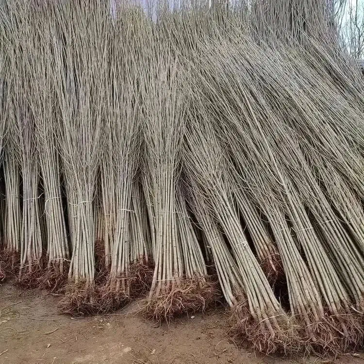 نهالستان انواع نهال پربار و اقتصادی|خدمات باغبانی و درختکاری|بیرجند, |دیوار