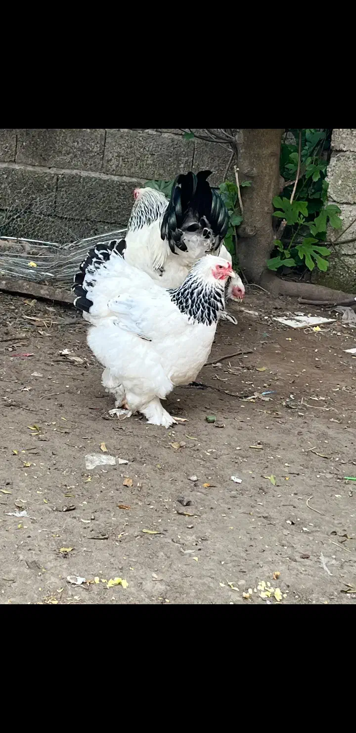 تخم نطفه دار برهما لایت اصیل|حیوانات مزرعه|رودسر, |دیوار