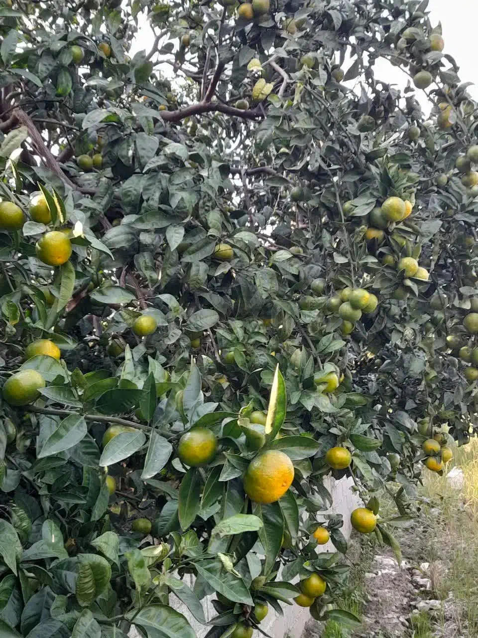 فروش نارنگی  انشو سر درختی  بصورت کلی|عمده‌فروشی|بابلسر, |دیوار