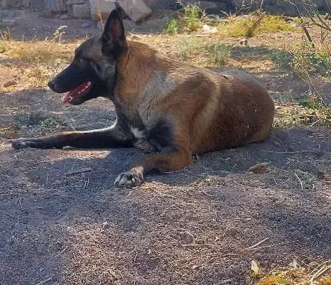 گمشده|حیوانات|بردسیر, |دیوار