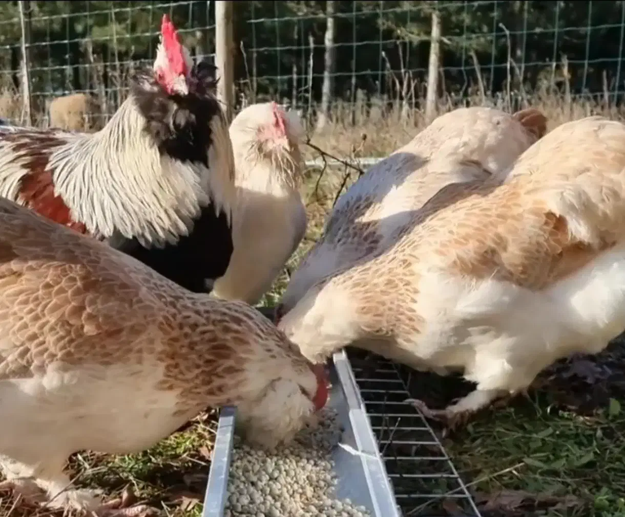 مرغ و خروس امرکانا|حیوانات مزرعه|تهران, فلسطین (میدان انقلاب)|دیوار