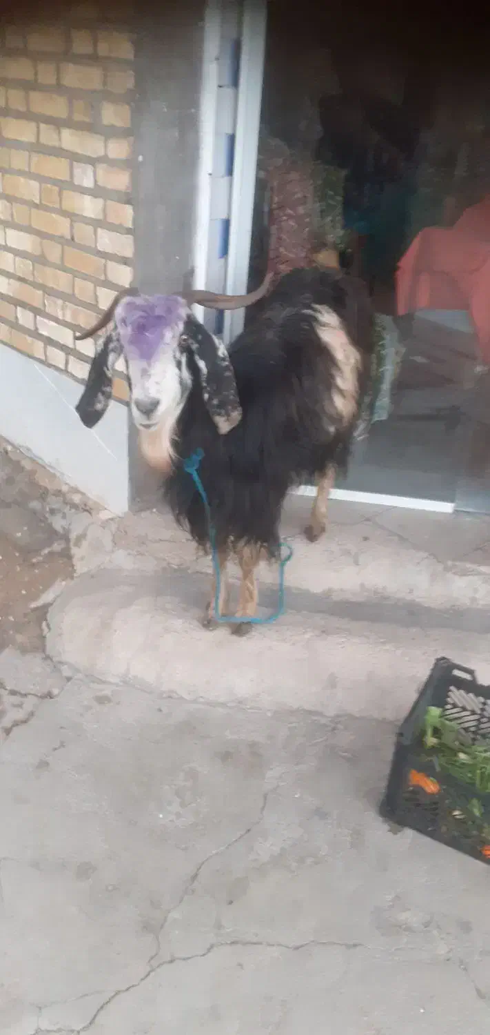 بزدوقلوزا|حیوانات مزرعه|دزفول, |دیوار