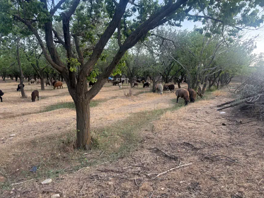 بره و‌گوسفند و میش آبستن  دماوند جاده وادان|حیوانات مزرعه|دماوند, گیلاوند|دیوار