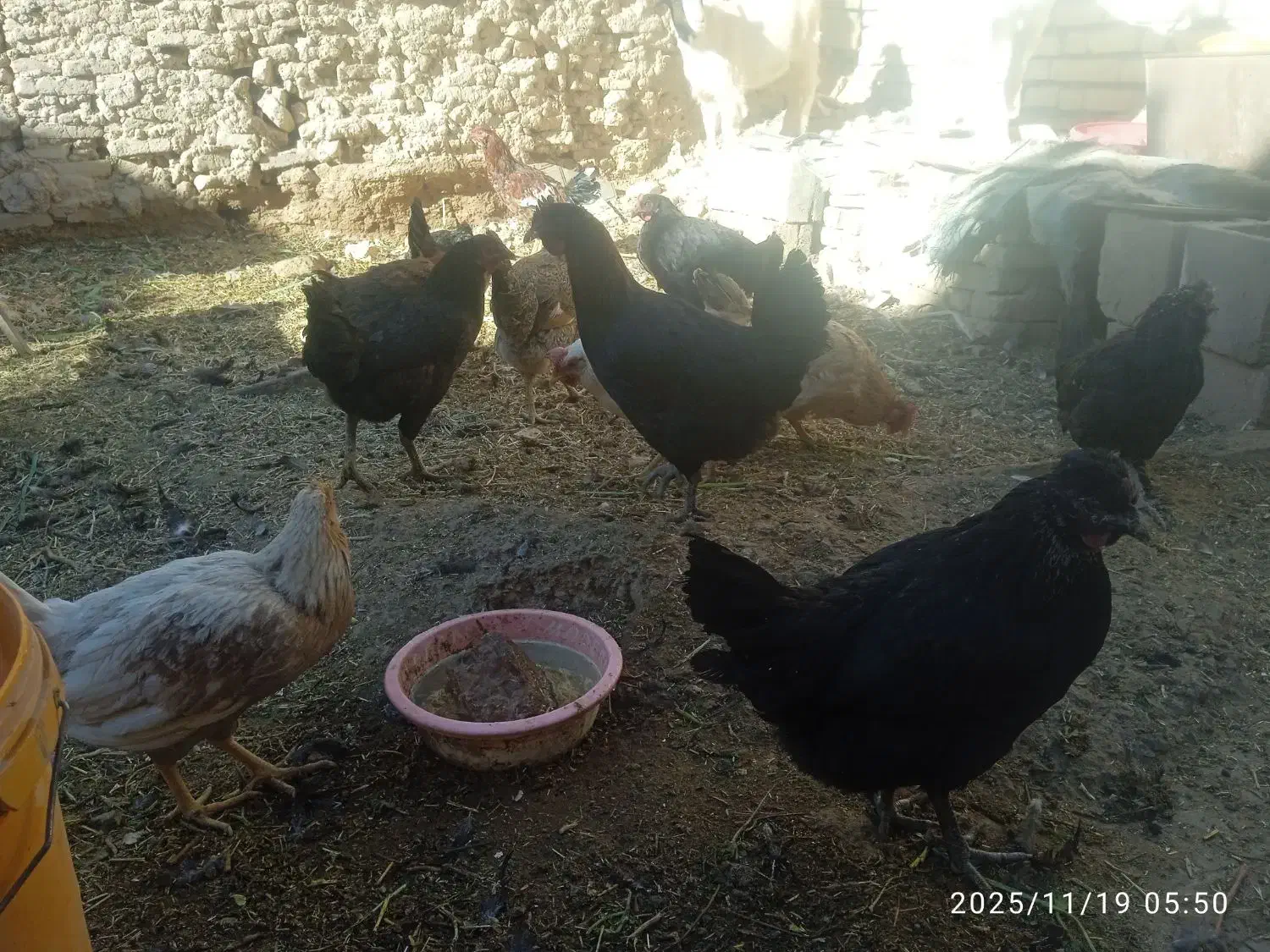 مرغ بومی|حیوانات مزرعه|فرخشهر, |دیوار