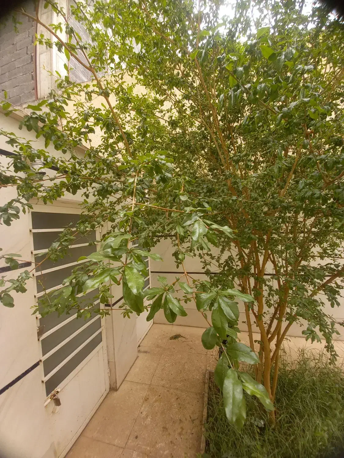 اجاره مغازه بازار سرپوش|اجارهٔ مغازه و غرفه|بیرجند, |دیوار