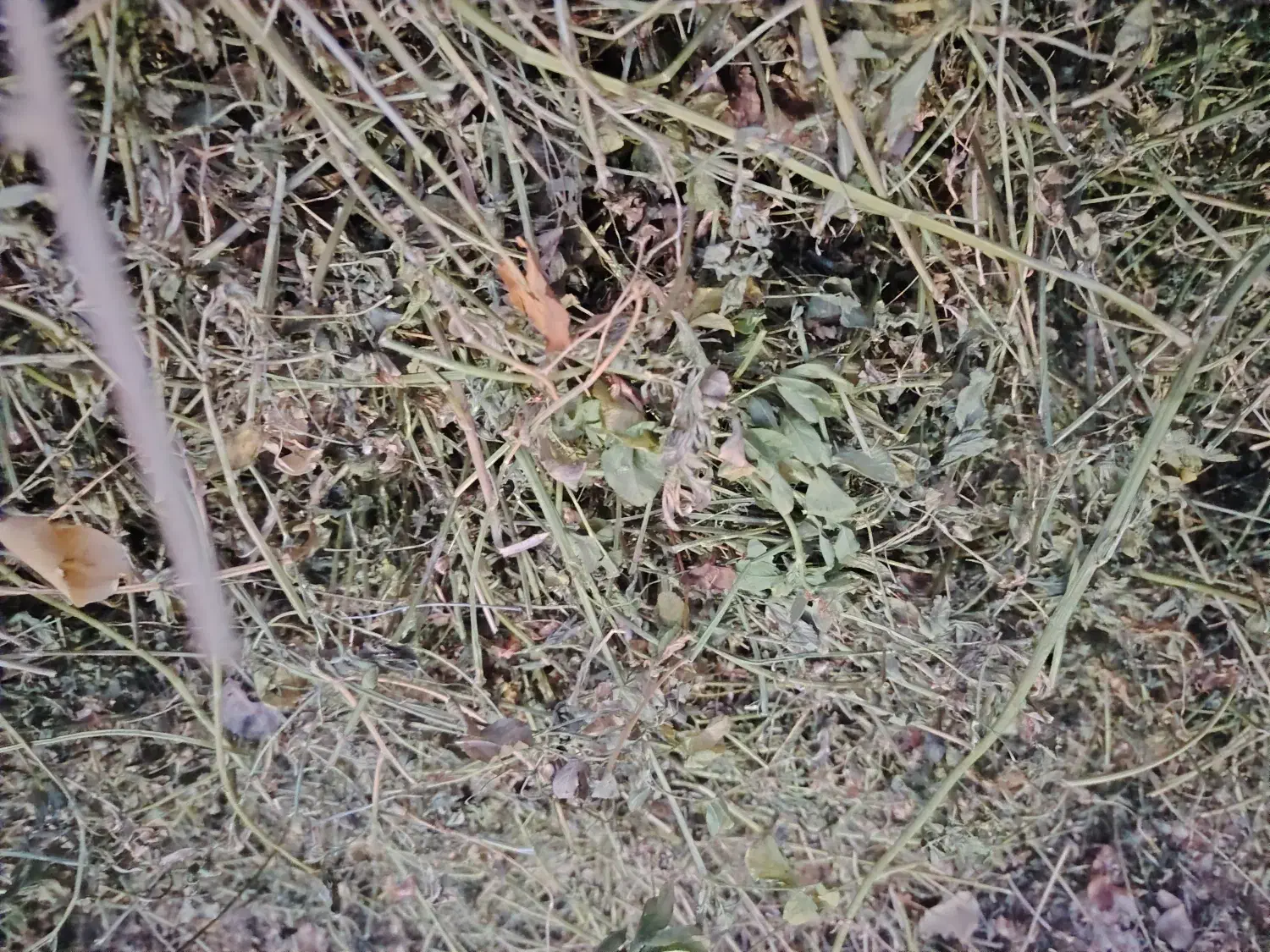 یونجه خالص|لوازم جانبی حیوانات|نوشین شهر, |دیوار