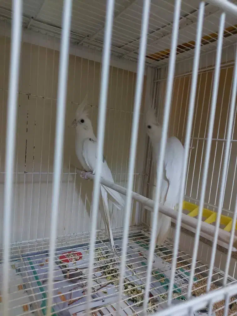 یک جفت عروس هلندی آلبینو مولد|پرنده|گرگان, |دیوار