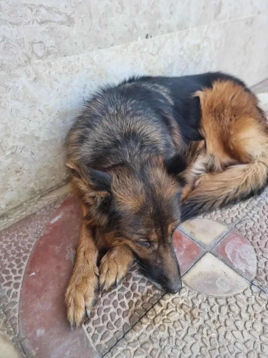 سگ ژرمن وارداتی از اوکراین با مدارک معتبر|سگ|تهران, اکباتان|دیوار