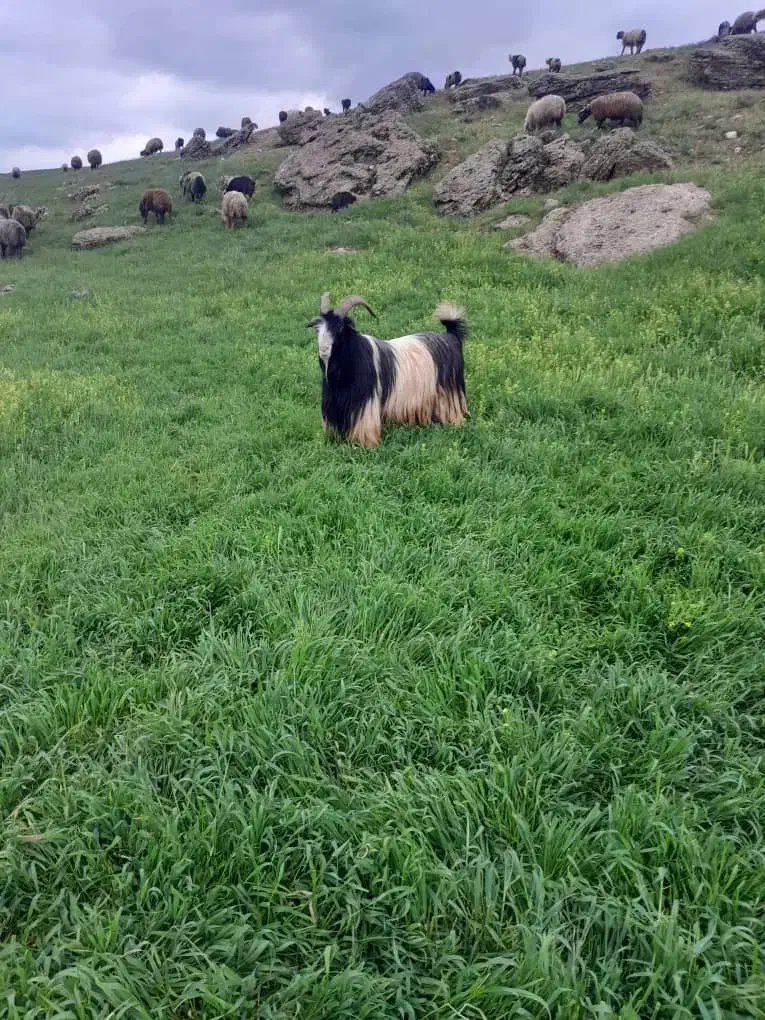 مال درجه یک قیمت تماس بیگرد|حیوانات مزرعه|شهرکرد, |دیوار