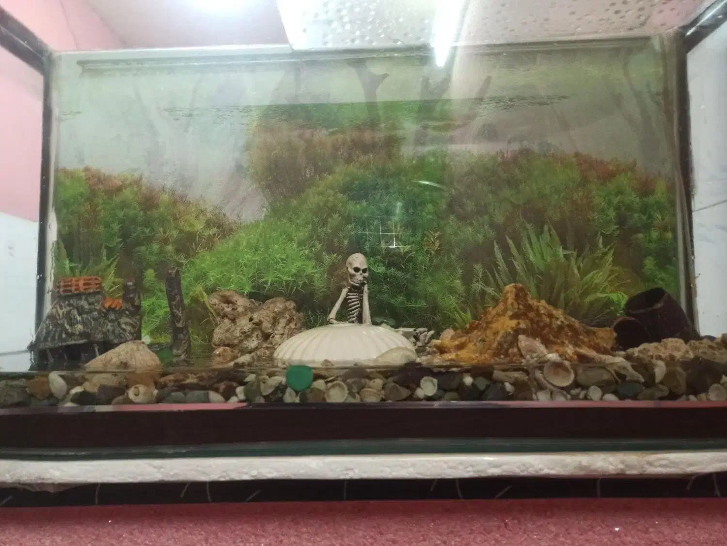 اکواریوم ماهی|ماهی|شریف‌آباد, |دیوار