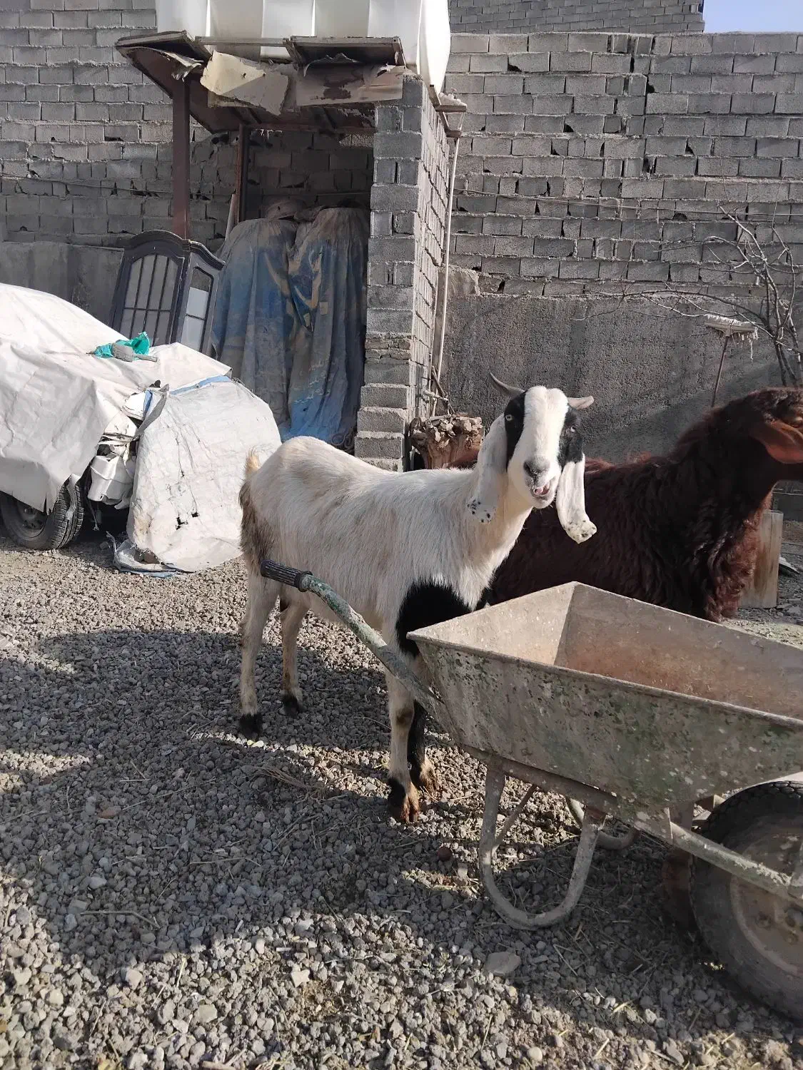 دام|حیوانات مزرعه|لواسان, |دیوار