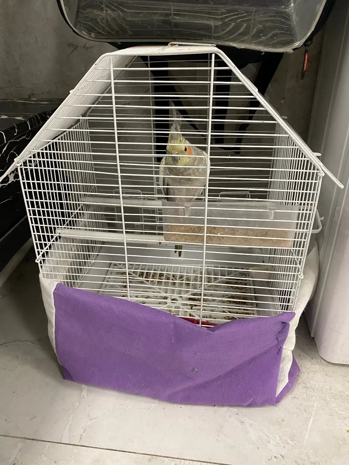 عروس هلندی با قفس و وسایل و کیف بیرون بردن عروس|پرنده|تبریز, |دیوار