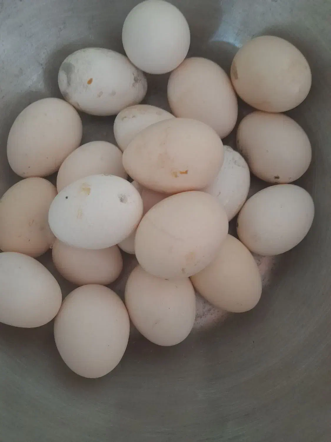 تخم مرغ|خوردنی و آشامیدنی|رامشیر, |دیوار