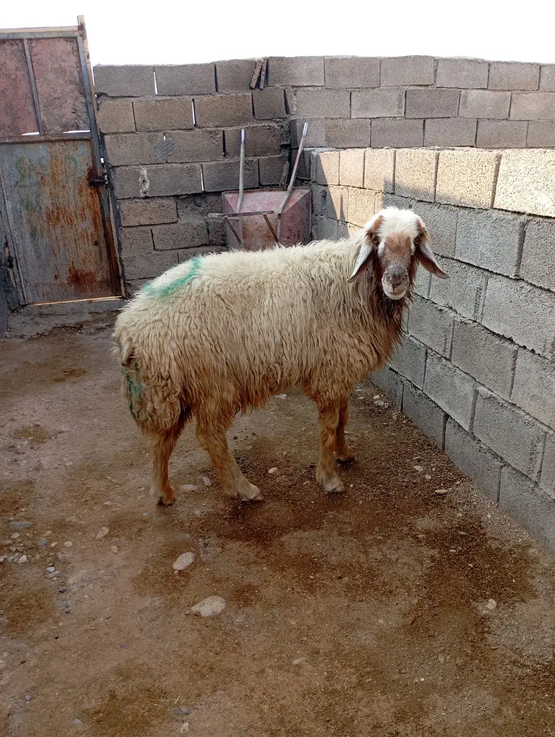 الهی به امید تو|حیوانات مزرعه|مهران (ایلام), |دیوار