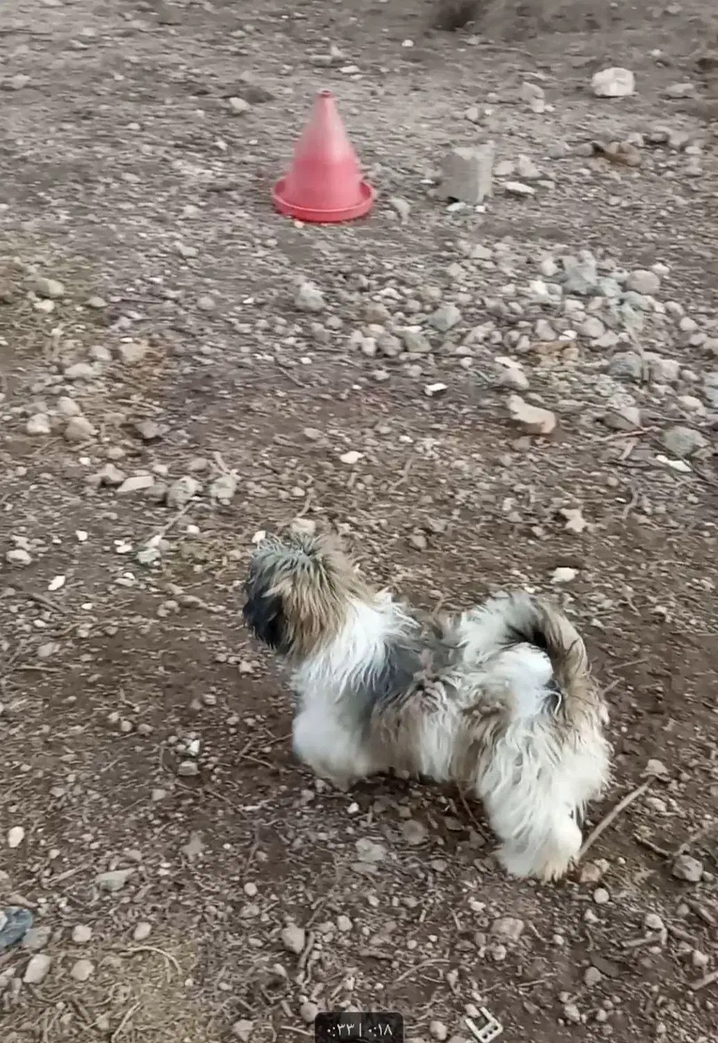 سگ پاکوتاه|سگ|مشگین شهر, |دیوار