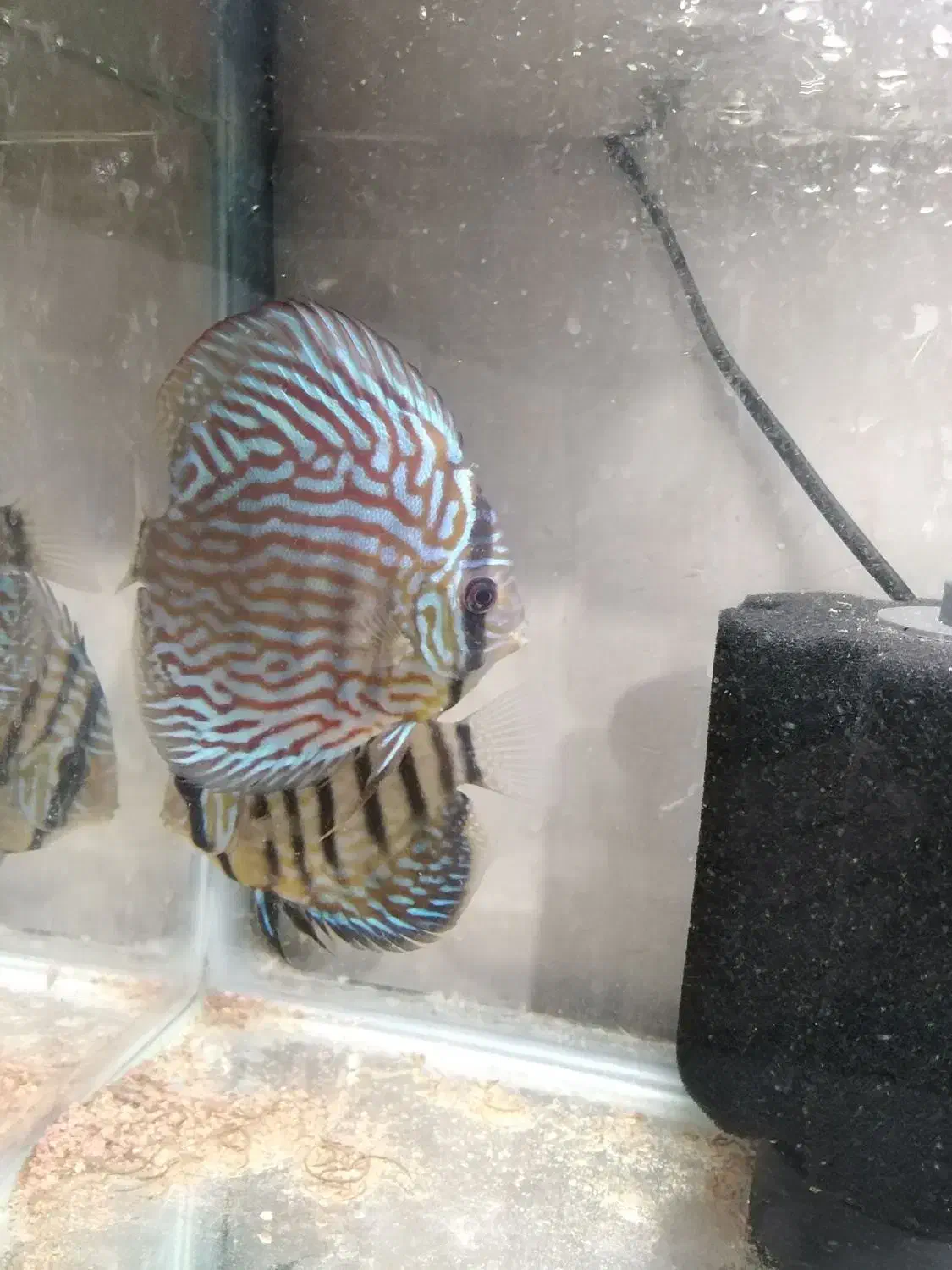 حیوانات|ماهی|کرمانشاه, |دیوار