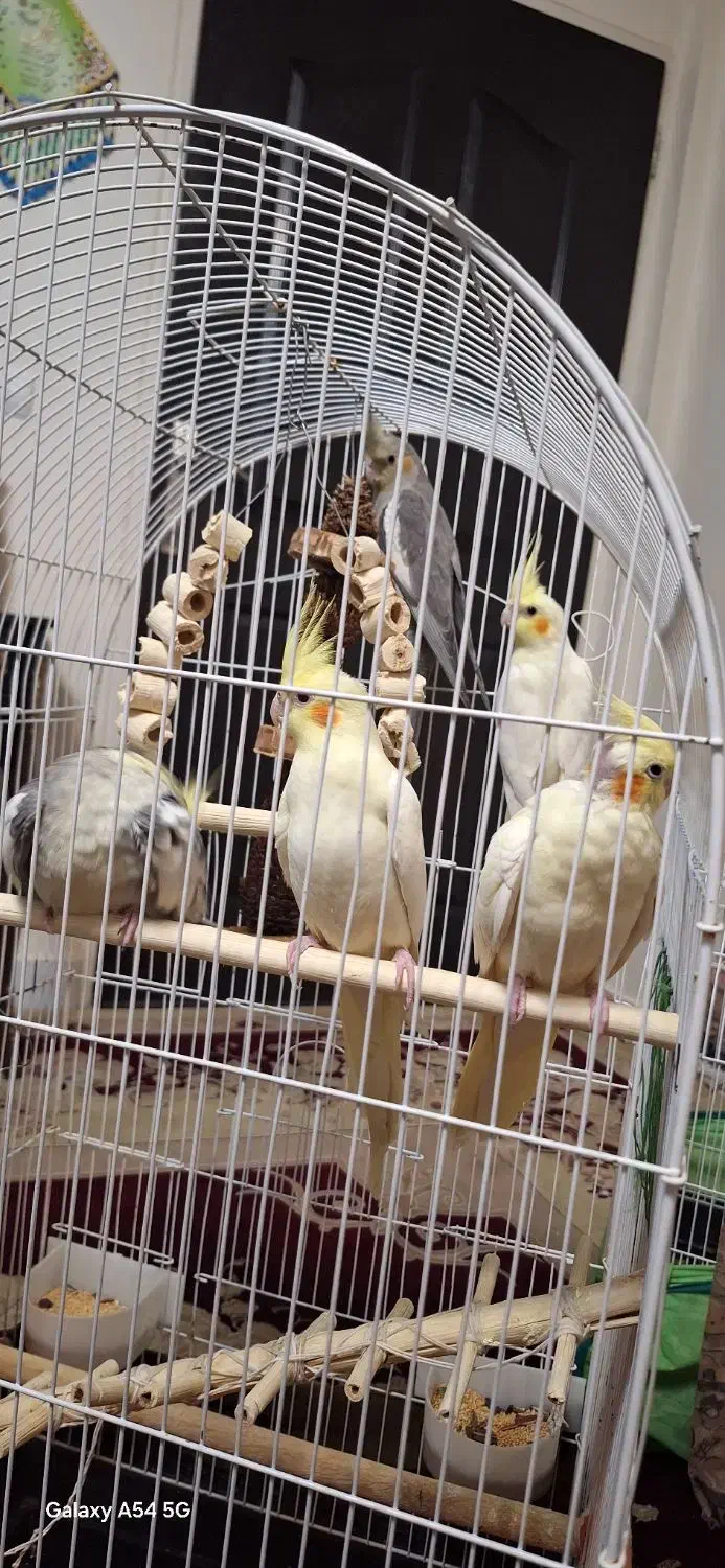 عروس|پرنده|تهران, سبلان (لشگر)|دیوار