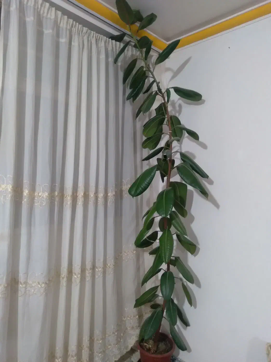 گل آپارتمانی|گل و گیاه طبیعی|سنقر, |دیوار