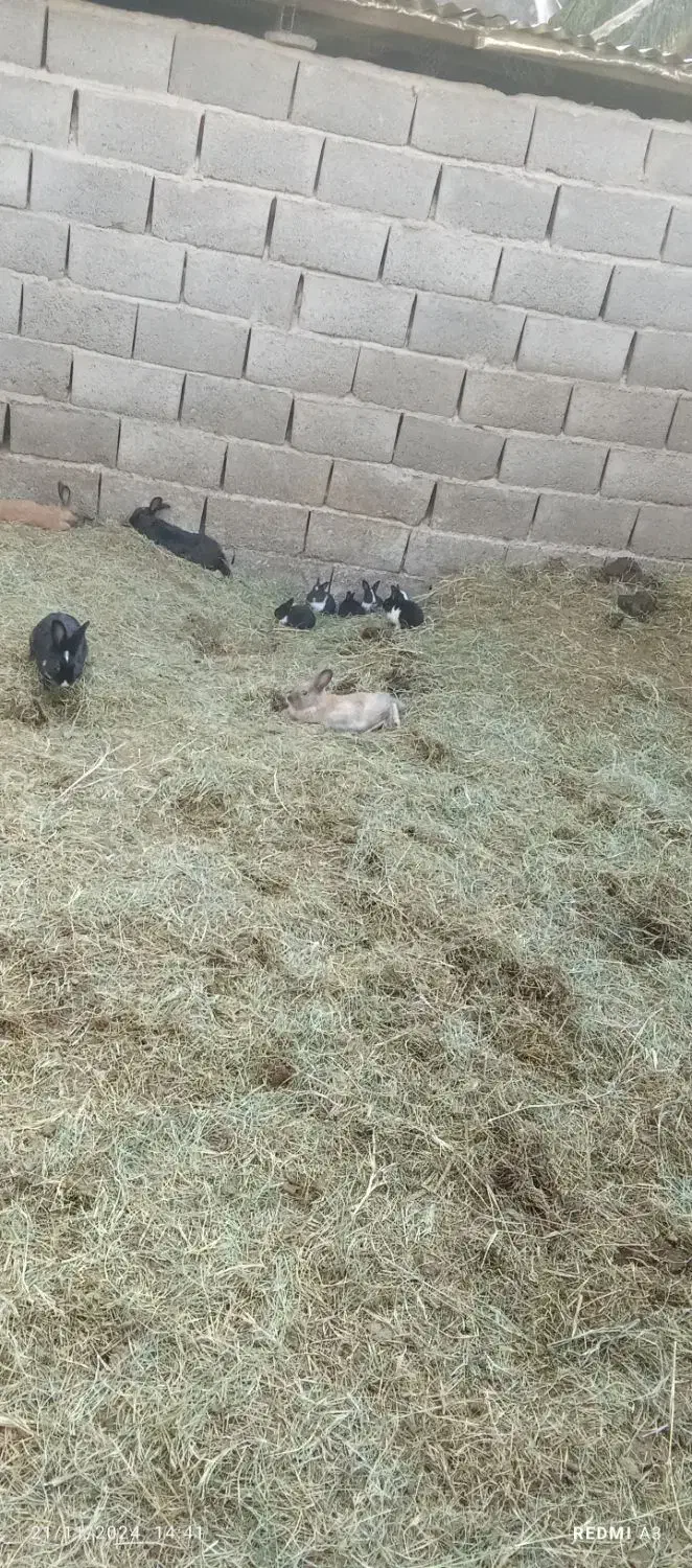 خر گوش ریشی نر وماده|موش و خرگوش|نرماشیر, |دیوار