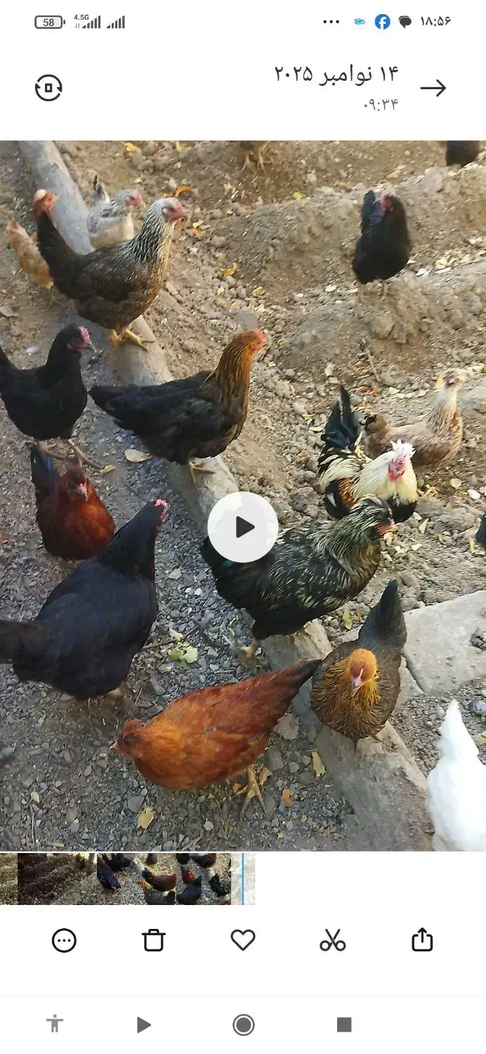 مرغ|حیوانات مزرعه|عسگران, |دیوار