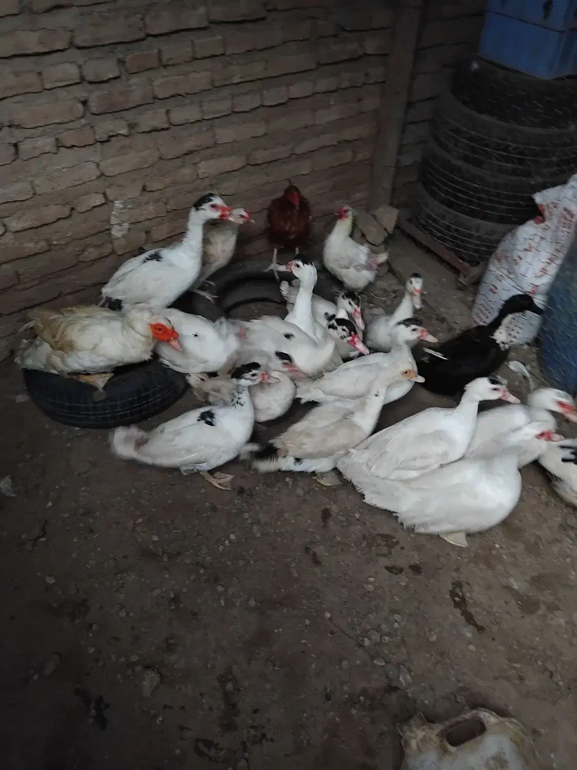 غاز و اردک محلی|حیوانات مزرعه|ساری, |دیوار