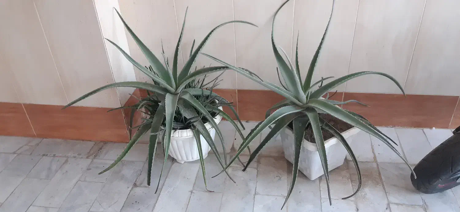 گلدان آلوورا،آلوئه ورا|گل و گیاه طبیعی|قم, شاه سید علی|دیوار