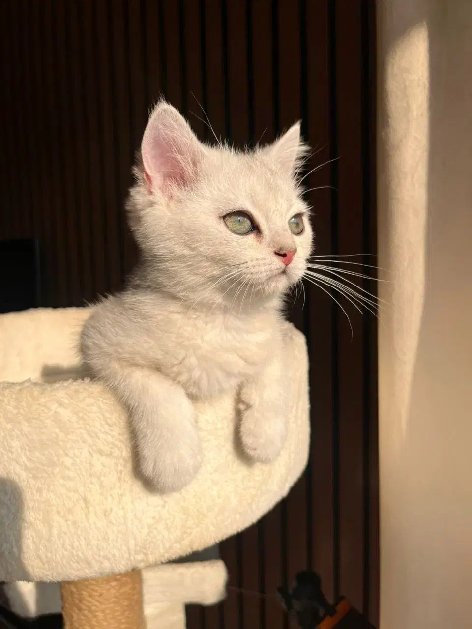 گربه سیلور اصیل|گربه|نور, |دیوار