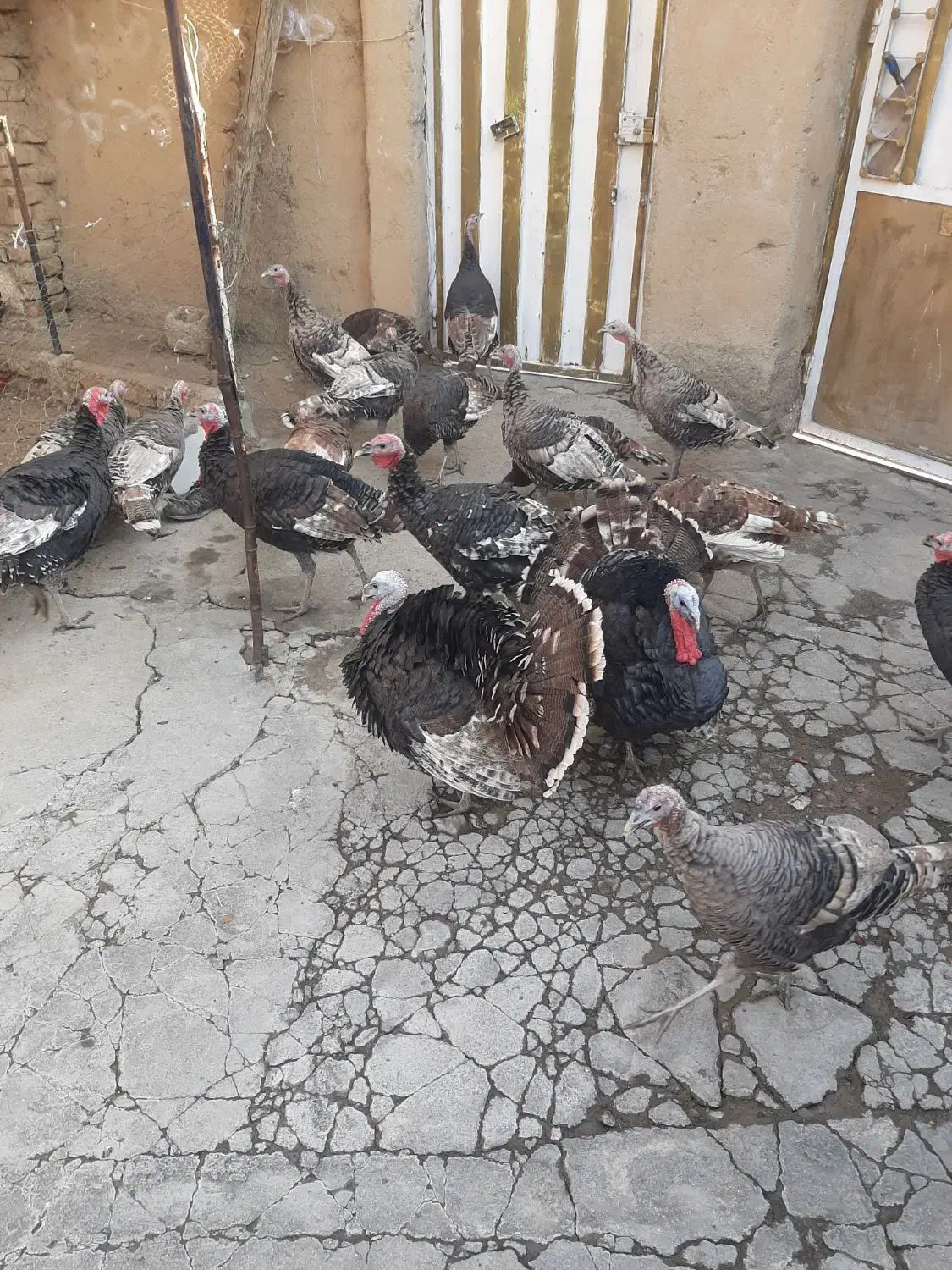 بوقلمون برنزه|حیوانات مزرعه|بروجرد, |دیوار