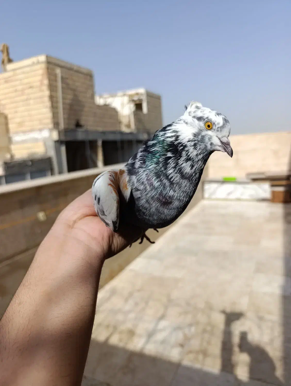 سرورنر سوسکی ماده گمشده|پرنده|نسیمشهر, |دیوار