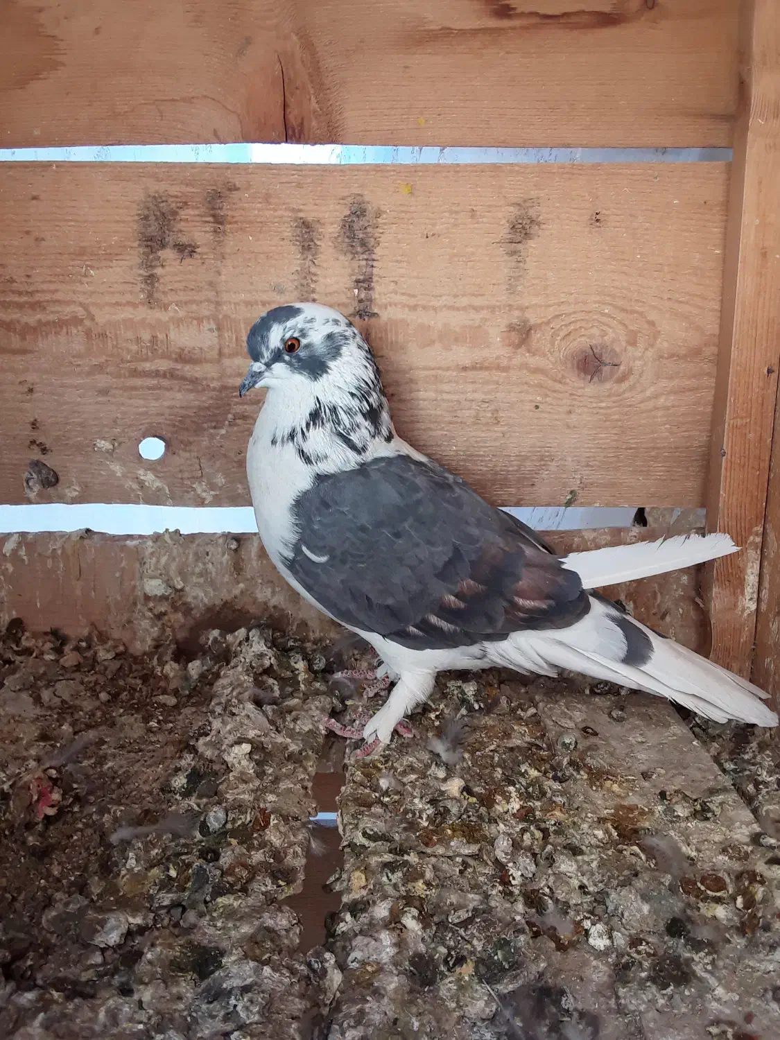 کبوتر|پرنده|ساوه, |دیوار