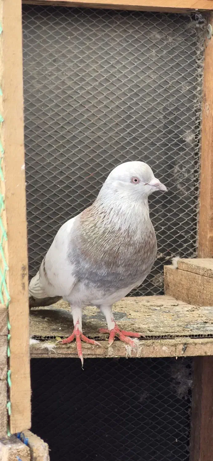 کبوتر|پرنده|رشت, جانبازان|دیوار