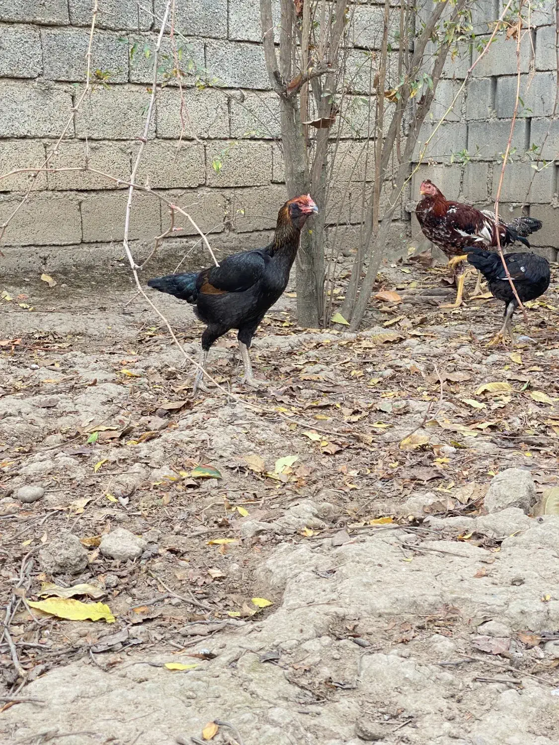 مرغ لاری اصیل|حیوانات مزرعه|گنبد کاووس, |دیوار