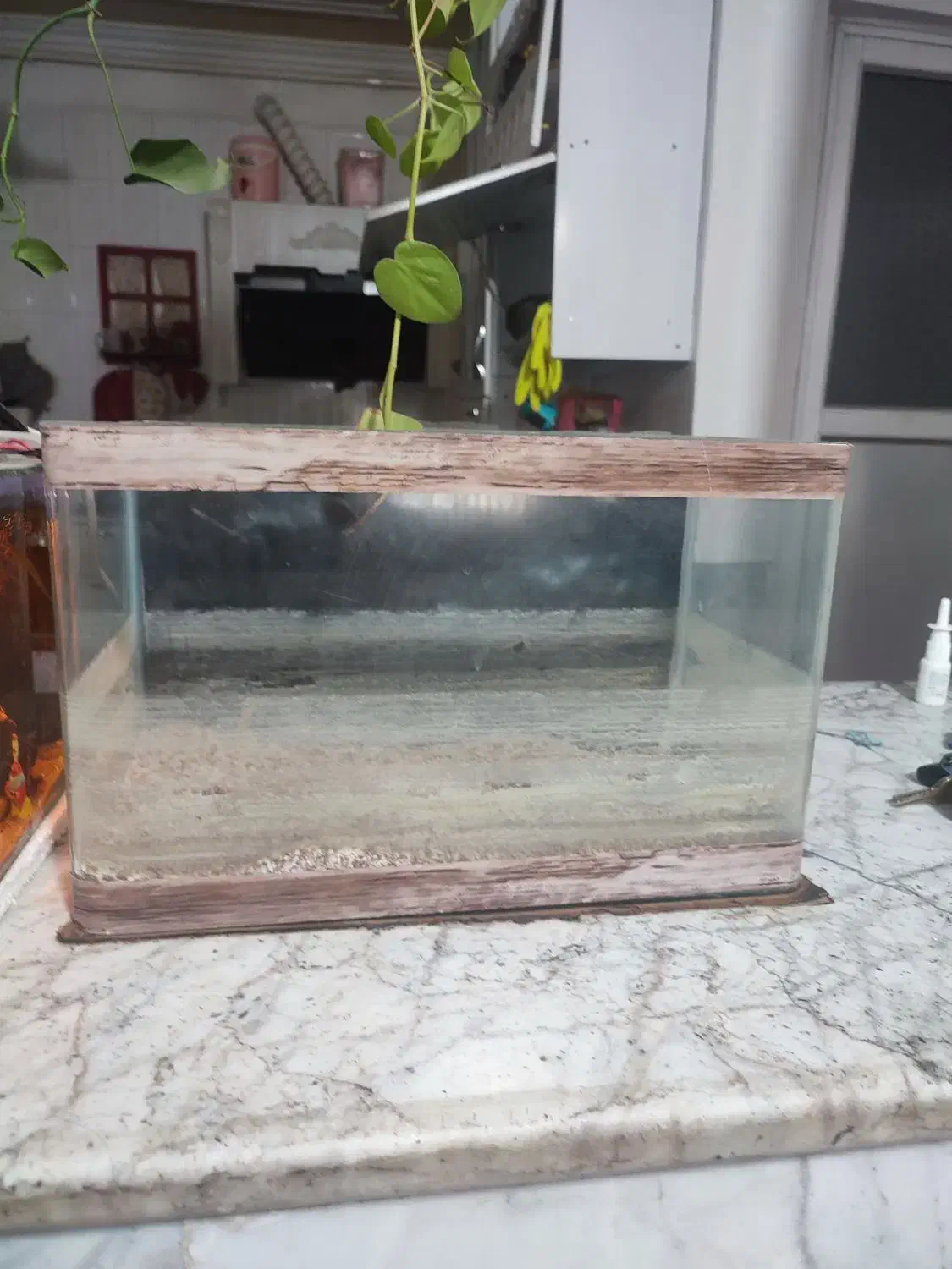 اکواریوم شیشه خم|ماهی|زاهدان, |دیوار