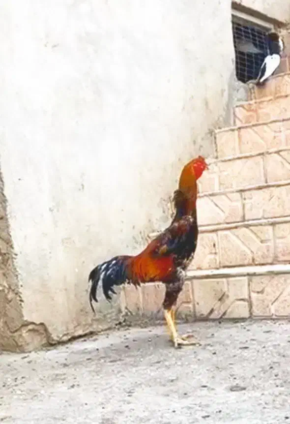 تخم لاری اوشامو|حیوانات مزرعه|بجنورد, |دیوار