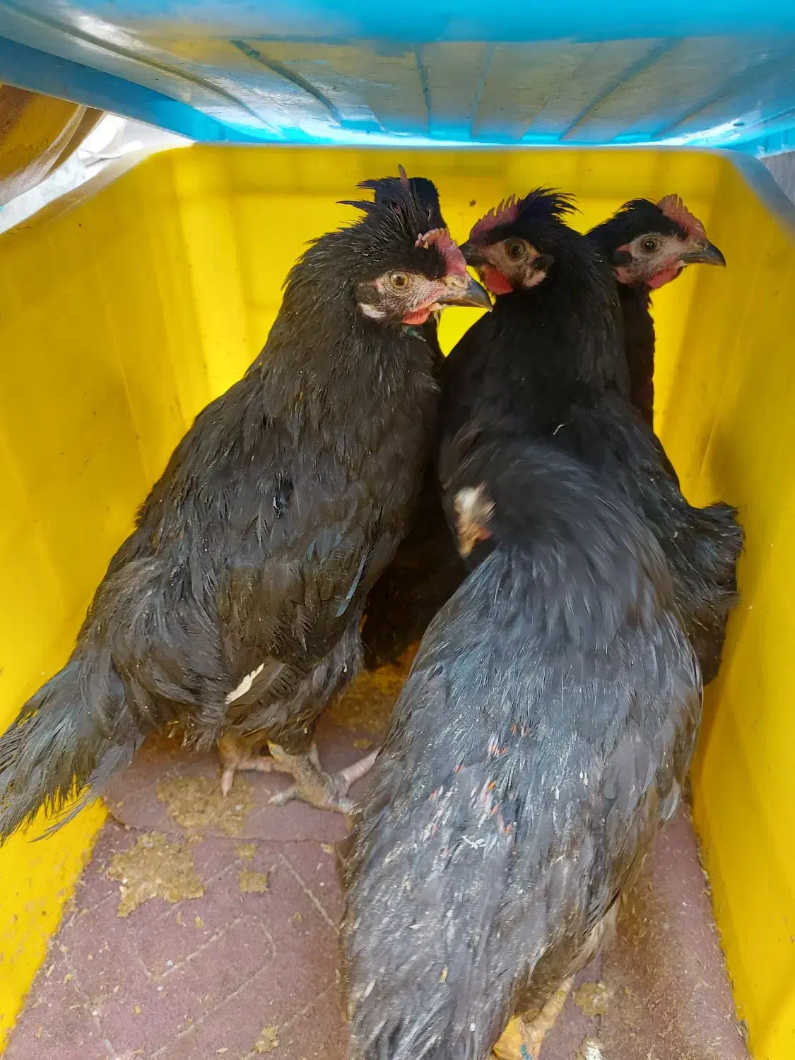 خر وس مطابق عکس رفع بلا چشم نذر خون کردن مرغ|حیوانات مزرعه|تهران, مدائن|دیوار