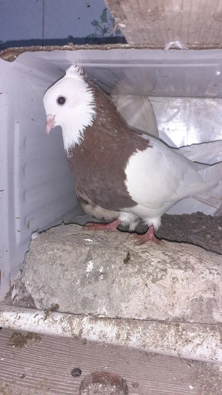 طوقی ۶ دانگ|پرنده|چالوس, |دیوار