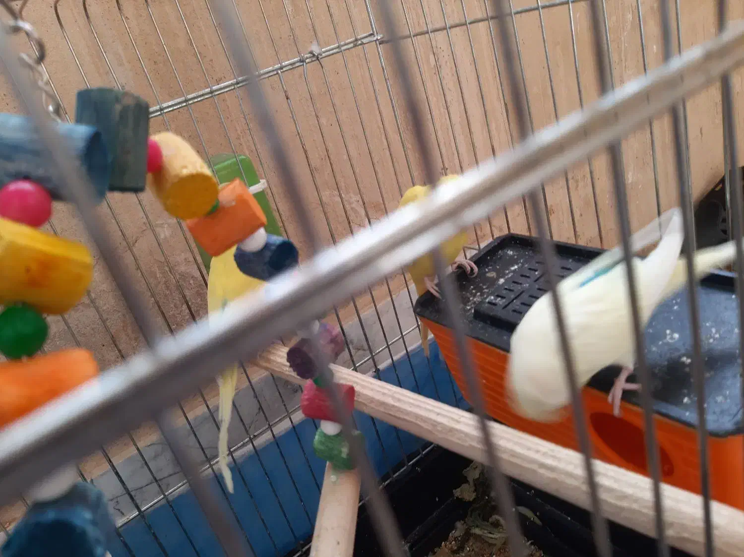 یه جفت مرغ عشق با دوتا جوجه شش ماهه|پرنده|کرمانشاه, |دیوار