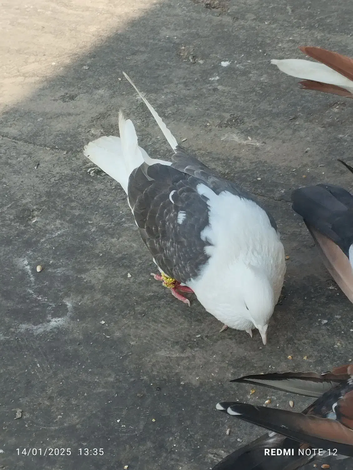 کفتر|پرنده|کارون, |دیوار