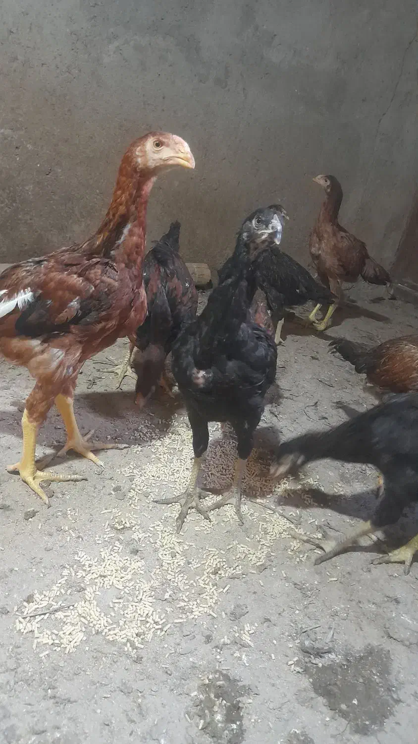 جوجه لاری و محلی بزرگ و کوچیک|حیوانات مزرعه|بناب, |دیوار