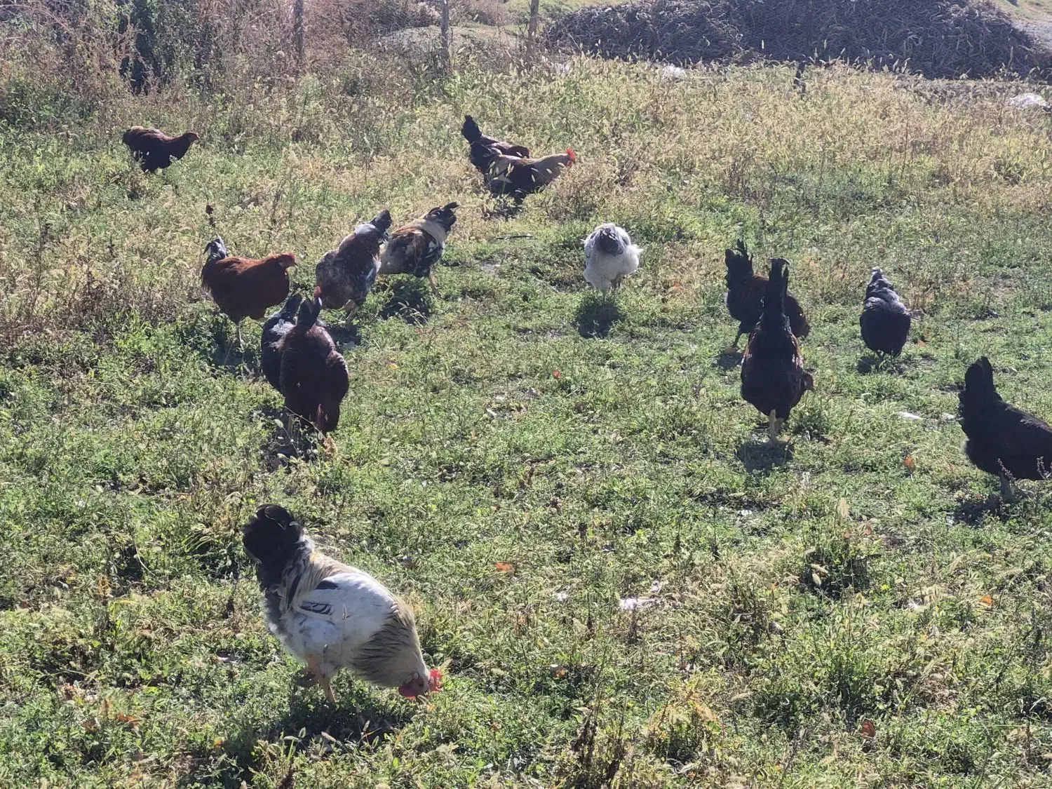 حدودا 40 عدد خروس بچع سالم|حیوانات مزرعه|خوی, |دیوار