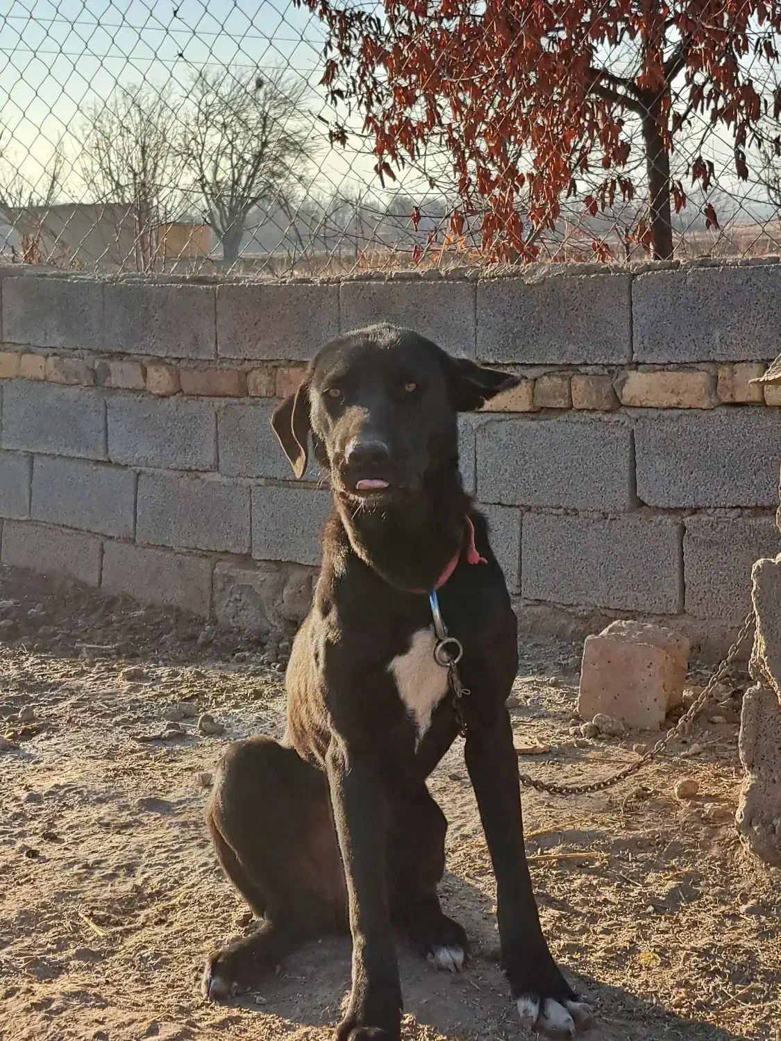 تعدادی سگ دوبرمن نر سرابی ماده وژرمن ماده|سگ|کرمانشاه, |دیوار