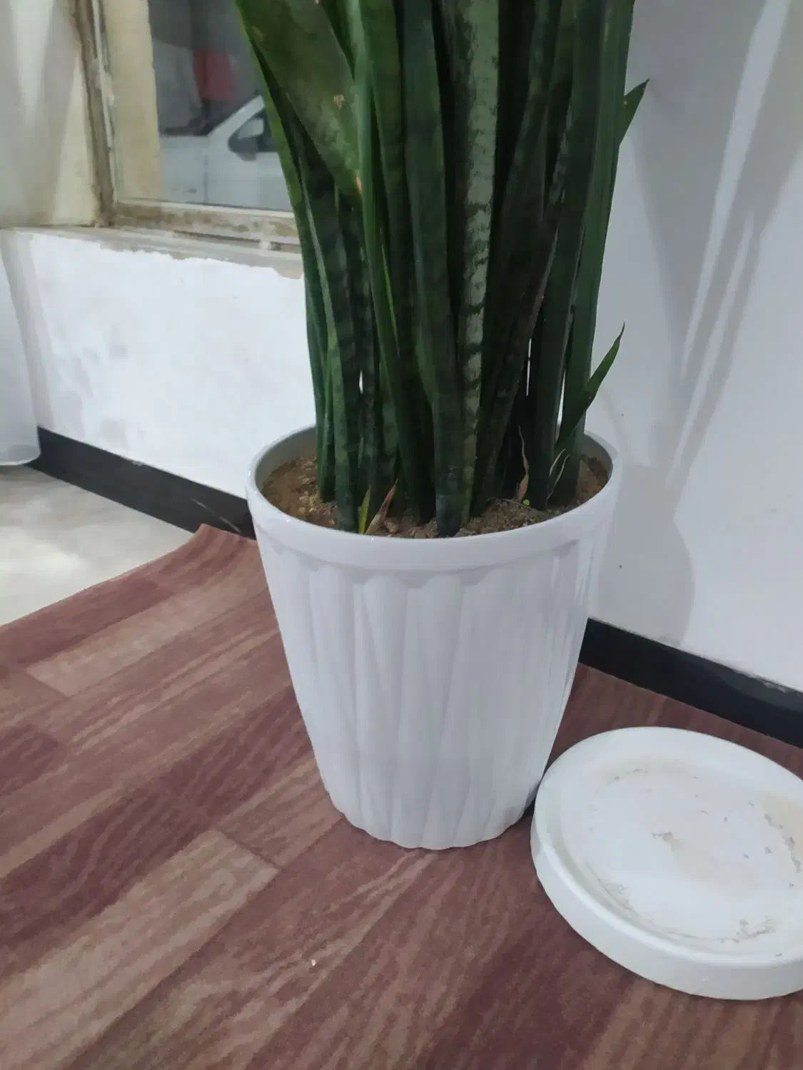 گل طبیعی|گل و گیاه طبیعی|ایوان, |دیوار