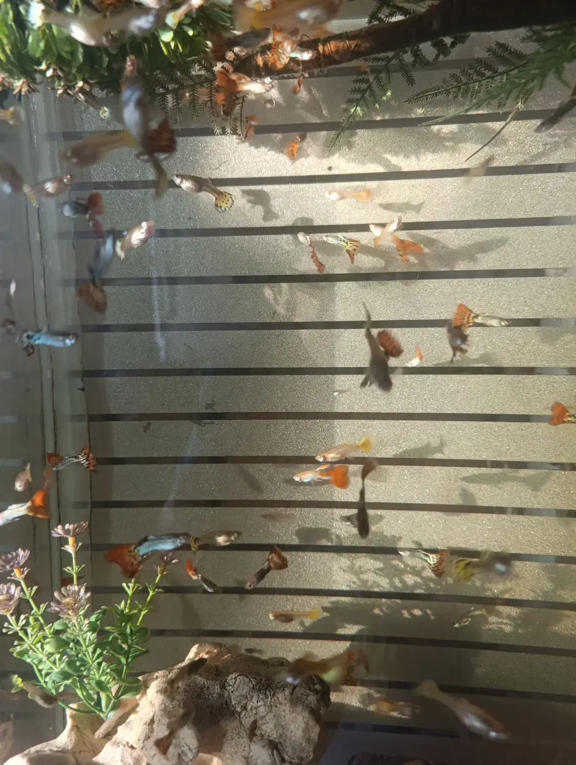 ماهی گوپی|ماهی|یزد, |دیوار