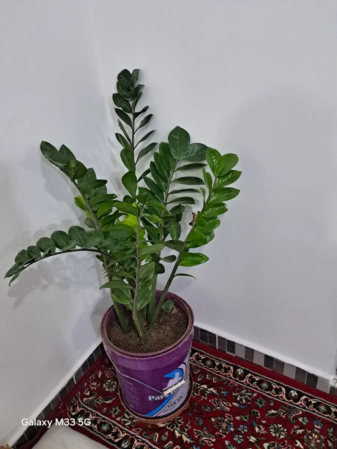 گل خانگی|گل و گیاه طبیعی|مریوان, |دیوار