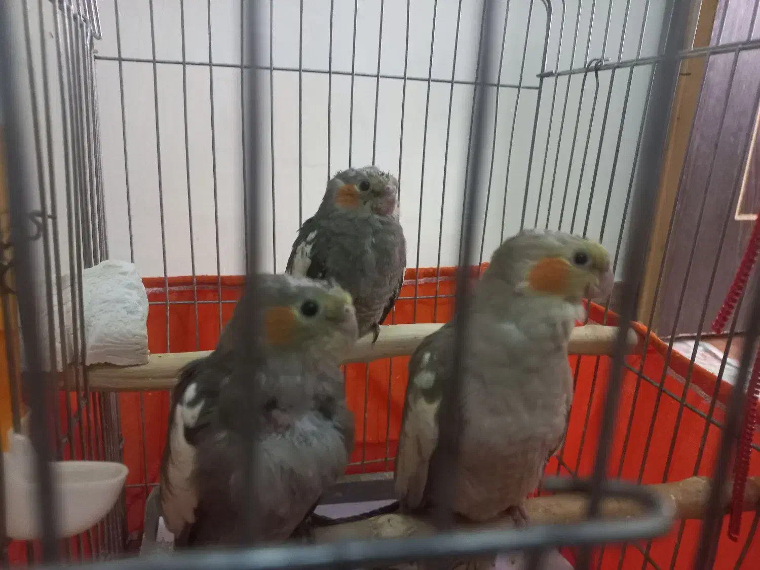 فروشی|پرنده|نسیم‌شهر, |دیوار