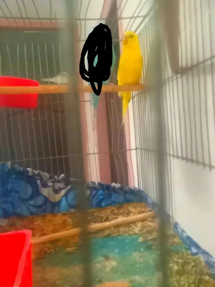 مرغ عشق|پرنده|اصفهان, لیمجیر|دیوار